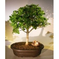 Árbol Bonsai Premna en flor
(premna obtusifolia)