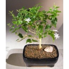 Bonsái de jazmín velloso en flor
(Jazmín multiflorum)