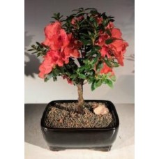Bonsái de azalea tropical Duc De Rohan en flor
(variedad índica del sur)