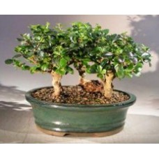 Bonsái de té de Fujian en flor - De porte erguido y maduro
Grupo forestal de tres árboles
(Ehretia microphylla)