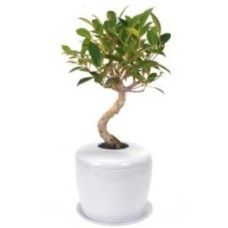 Bonsái de Ficus Retusa de tronco curvo y urna funeraria de cerámica de porcelana con bandeja antigoteo/de humedad a juego.