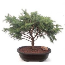 Bonsái de abeto serbio (Picea omorika 'Nana')