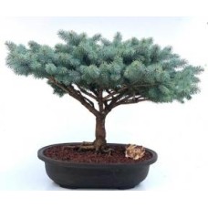 Bonsái de abeto azul globo (Picea pungens 'Globosa')