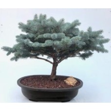 Bonsái de abeto azul globo (Picea pungens 'Globosa')