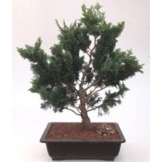 Árbol bonsái de ciprés Hinoki
(chamecyparis obtusa 'Nana Gracilis')