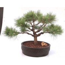 Bonsái de pino rojo japonés (Pinus densiflora 'Low Glow')