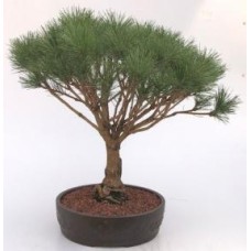 Bonsái de pino rojo japonés (Pinus densi 'globosa')