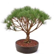 Bonsái de pino rojo japonés (Pinus densi 'globosa')