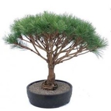 Bonsái de pino rojo japonés (Pinus densi 'globosa')