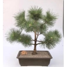 Bonsái de pino negro japonés (Pinus thunbergii 'Thunderhead')