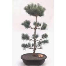 Bonsái de pino blanco japonés (Pinus parviflora 'bergman')
