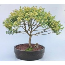 Bonsái de boj inglés enano (Buxus semperuirens)