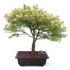Árbol bonsái de arce japonés enano
(acer palmatum 'kiyohime yatsubusa')