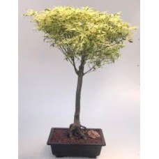 Bonsái de arce japonés mariposa (Acer palmatum 'Butterfly')