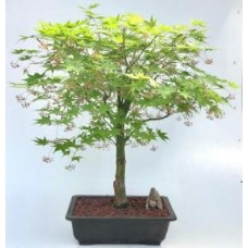 Árbol bonsái de arce japonés (acer palmatum 'Kogane sakae')