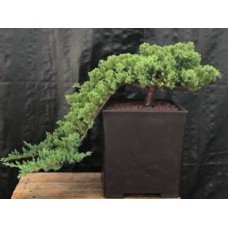 Bonsái de enebro - Estilo Cascada
(Juniper procumbens nana)