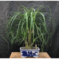 Bonsái de palmera cola de caballo de múltiples troncos
(Beaucamea recurvata)