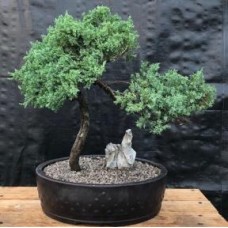 Bonsái de enebro - Cultivado
(Juniper procumbens nana)