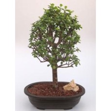 Árbol bonsái de jade bebé
(Portulacaria Afra)