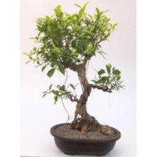 Bonsái de Ficus Retusa
Tronco curvado y ramas cansadas
(Ficus retusa)