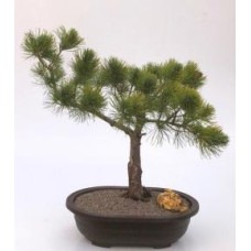 Árbol Bonsái De Pino Mugo
(pinus mugo 'cojín del valle')