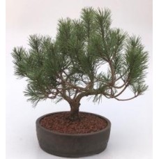 Árbol Bonsái De Pino Mugo
(pinus mugo 'cojín del valle')