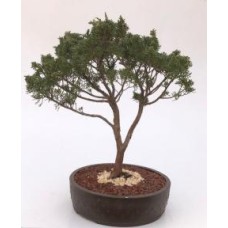 Árbol bonsái de enebro Shimpaku
(enebro chinensis 'shimpaku')