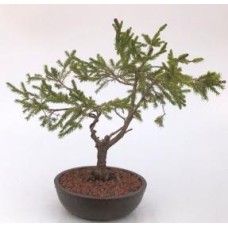 Bonsái de abeto noruego enano (Picea abies 'pusch')