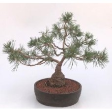 Bonsái de pino silvestre (Pinus Sylvestris 'Albyn')