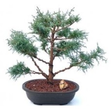 Árbol Bonsái De Pino Mugo
(pinus mugo 'cojín del valle')