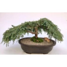 Bonsái de cicuta enana llorona
(Tsuga canadensis 'coles prostmate')