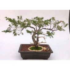 Bonsái de enebro Savin
Formado al estilo Jin
(Juniperus sabina)