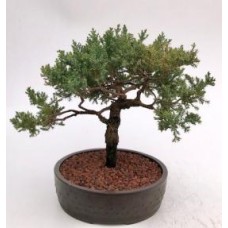 Bonsái de enebro - Cultivado
(Juniper procumbens nana)