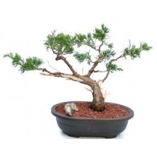 Bonsái de enebro
Formado al estilo Jin y Shari
(Juniperus Chinensis 'parsonii')