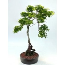 Bonsái de arce japonés enano Beni Hime
Enraizado sobre roca
(Acer palmatum 'Beni Hime')