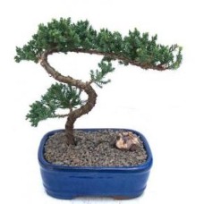 Bonsái de enebro - Cultivado
(Juniper procumbens nana)