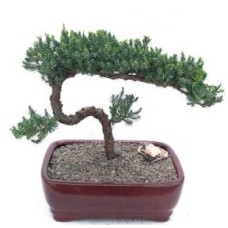 Bonsái de enebro - Cultivado
(Juniper procumbens nana)