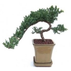 Bonsái de enebro - Cultivado
(Juniper procumbens nana)