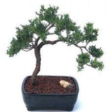 Bonsái de enebro - Cultivado
(Juniper procumbens nana)