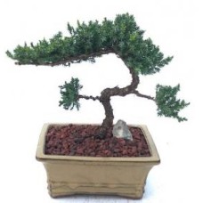 Bonsái de enebro - Cultivado
(Juniper procumbens nana)