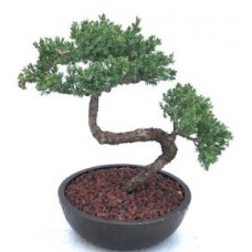 Bonsái de enebro - Cultivado
(Juniper procumbens nana)