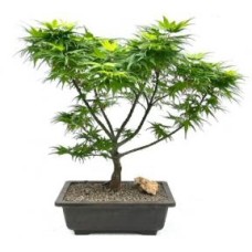 Bonsái de arce verde japonés (Acer palmatum 'Mikawa Yatsubusa')