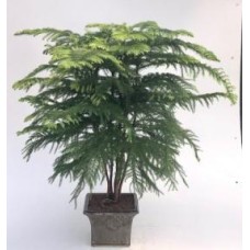 Bonsái de pino de la isla Norfolk (Araucaria heterophila)