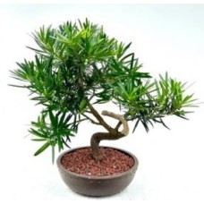 Bonsái de Podocarpus en flor
Tronco curvado
(Podocarpus macrophyllus)