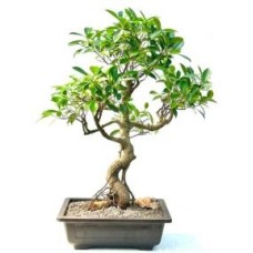 Bonsái de Ficus Retusa
Tronco curvado y ramas cansadas
(Ficus retusa)