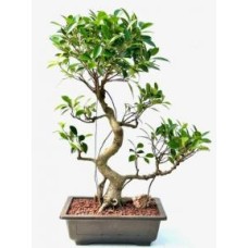 Bonsái de Ficus Retusa
Tronco curvado y ramas cansadas
(Ficus retusa)