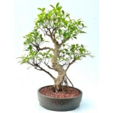 Bonsái de Ficus Retusa
Tronco curvado y ramas cansadas
(Ficus retusa)