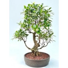 Bonsái de Ficus Retusa
Tronco curvado y ramas cansadas
(Ficus retusa)