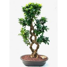 Bonsái de ficus verde esmeralda con frutos
Tronco trenzado
(Ficus microcarpa)