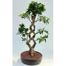 Bonsái de ficus verde esmeralda con frutos
Tronco trenzado
(Ficus microcarpa)